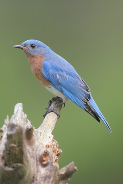 Homemade Predator Baffles for Bluebird Houses | HomeSteady