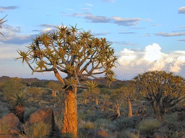 African bushmen used the kokerboom's branches as quivers.