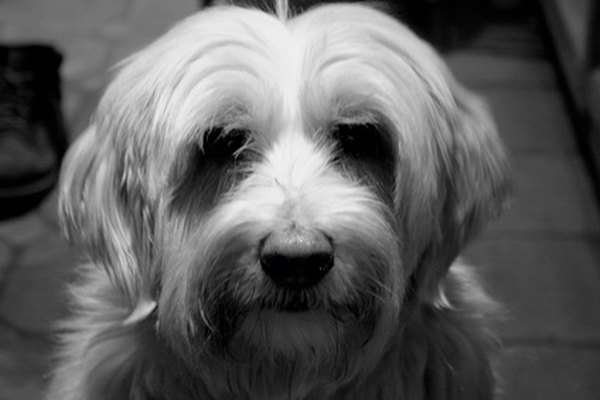 Tibetan Terrier image by wickenden1974 from Fotolia.com A pet clip makes grooming much easier if you are not competing in conformation shows with your Tibetan terrier.