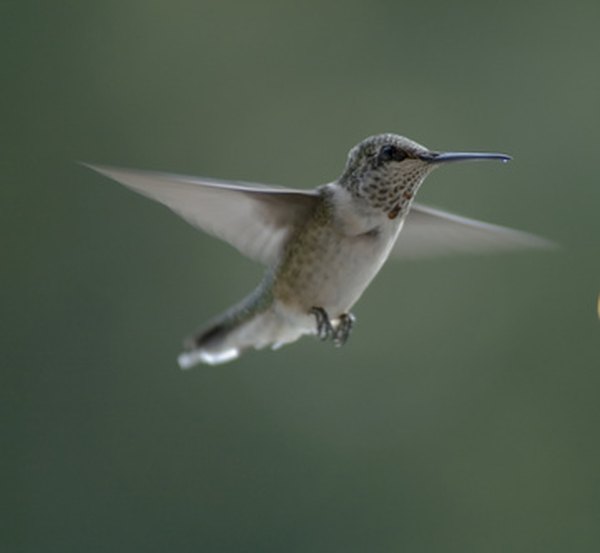 Hummingbirds can hover.