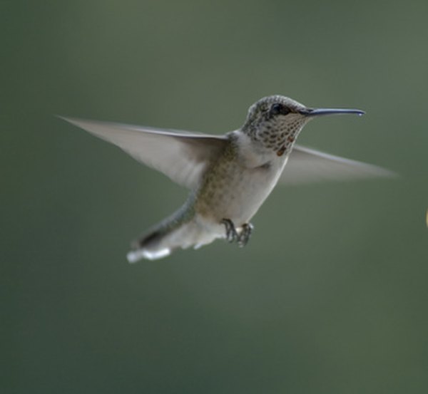 hummingbird lifespan