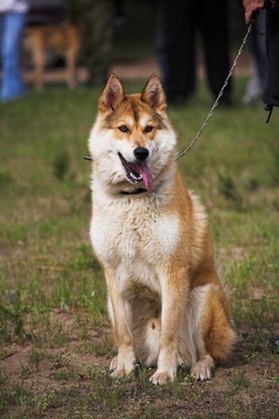 Regional review of the hunting dogs, (town Vladimir). image by firsov from Fotolia.com A canine urinalysis is considered a base tool for diagnosing illness.