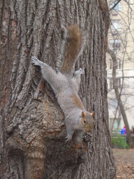Homemade Squirrel Repellent for Trees