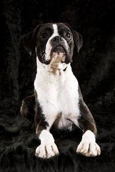 blanca 3 image by juanjo tugores from Fotolia.com Dog collars limit excessive barking in dogs.