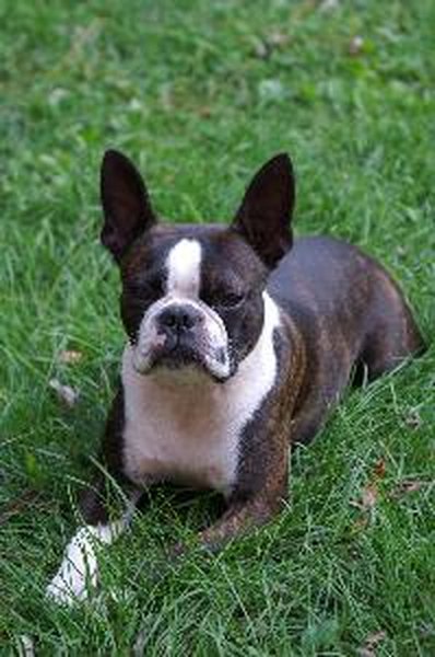 How to Minimize Hair Shedding on Boston Terrier Dogs - Pets