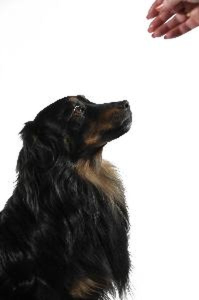 dog image by Zbigniew Nowak from Fotolia.com Distract your dog at mealtime to slow her feeding frenzy.
