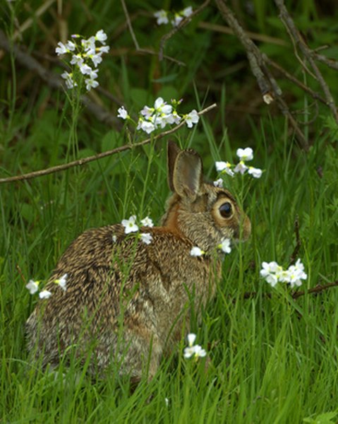 Cottontail rabbit on the alert for danger