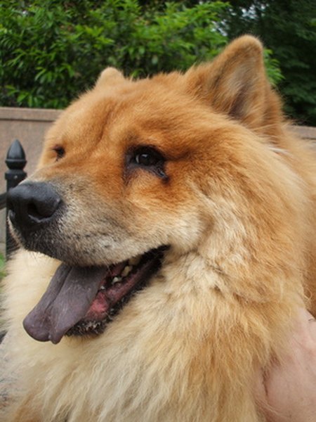 chow chow breed dog image by nextrecord from Fotolia.com Nordic breed dogs have a heavy fur coat that makes them prone to overheating in hot weather.