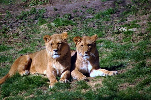 Lions count as secondary or tertiary consumers depending on what they are eating at a given moment.