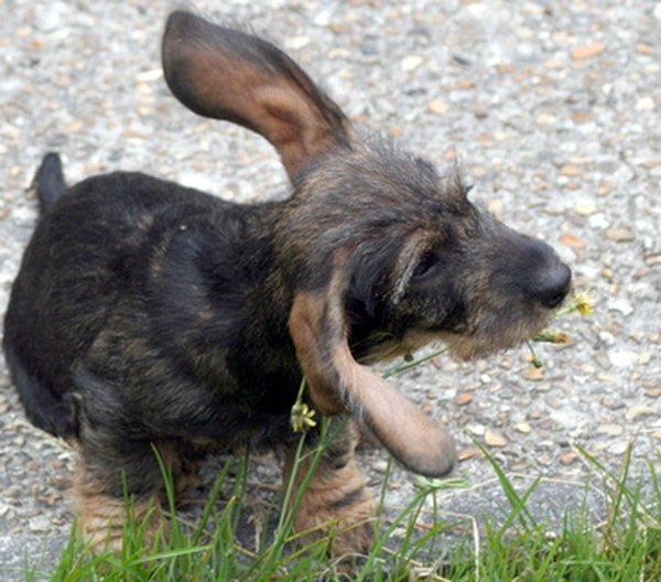 chien image by valpictures from Fotolia.com Dogs with floppy ears are prone to ear infections.
