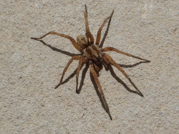 This brown spider has long legs and a robust body.