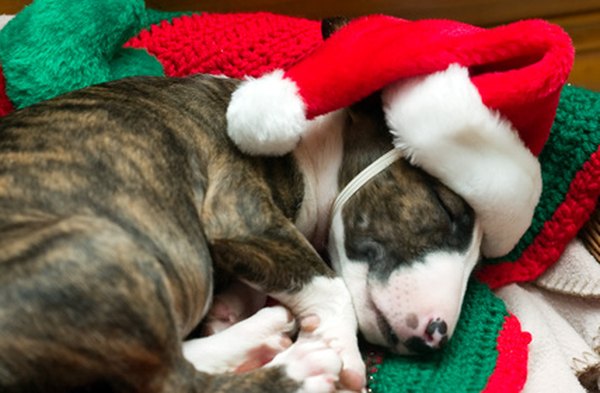 santa dog image by Jake Hellbach from Fotolia.com Customize homemade treats to your dog's liking.