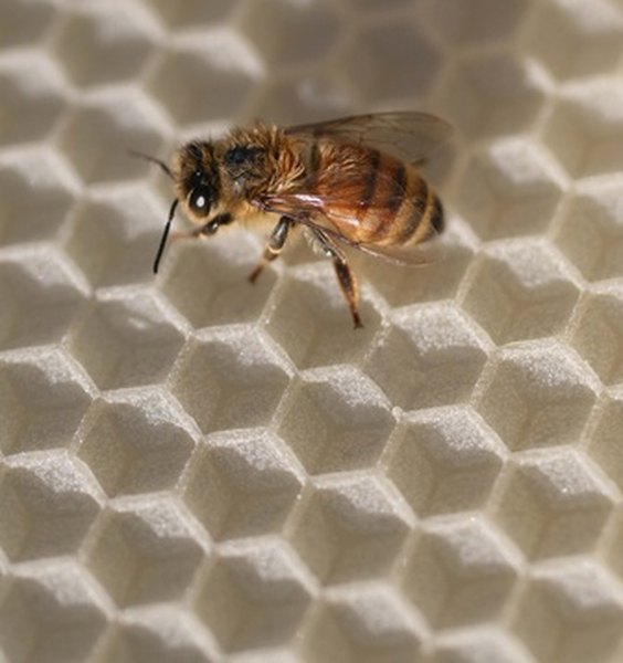 Make sure you know your state's laws regarding beekeeping.