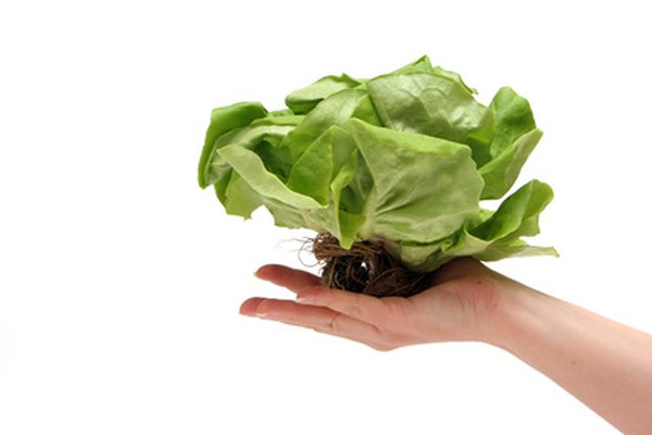 Sea lettuce gets its name from its resemblance to this leafy vegetable.