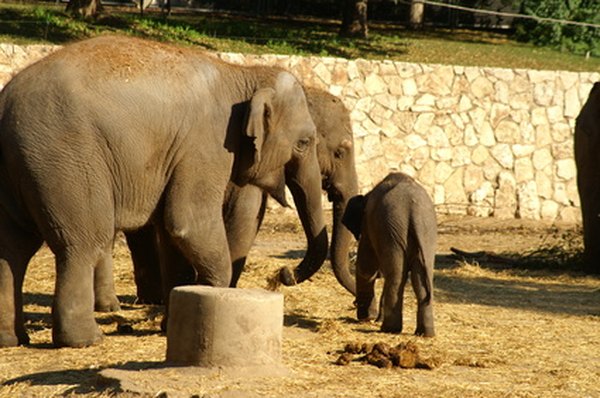 An elephant is pregnant for almost two years.