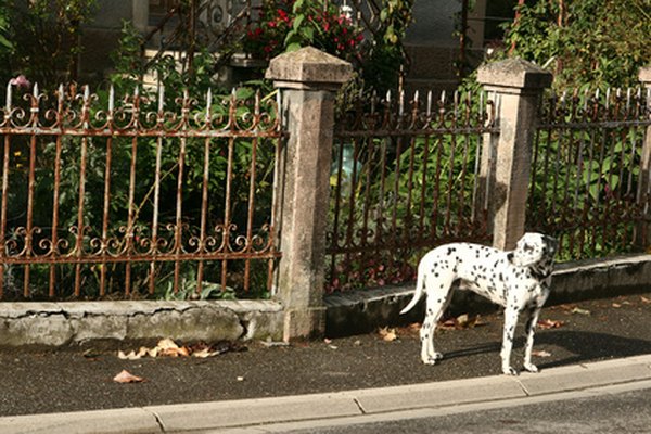 dog image by jeancliclac from Fotolia.com Many people who see a loose dog will take him to a shelter if he has no identification.
