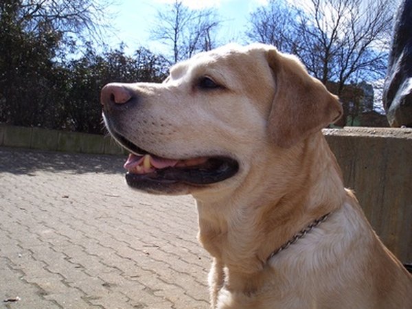 labrador image by fuxart from Fotolia.com Service dogs ensure the safety of their owners.