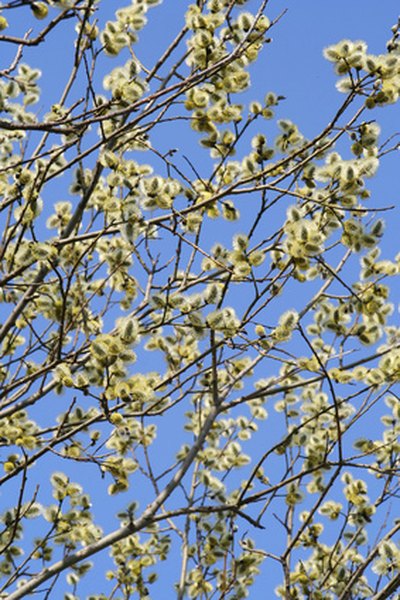 Pussy willow produce furry flowers on the ends of its branches.