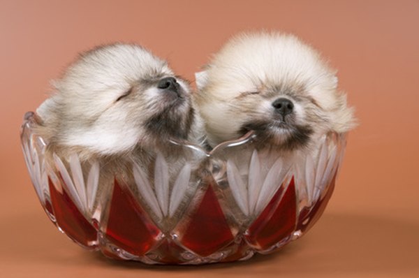 How to Care for Newborn Pomeranian Puppies Pets