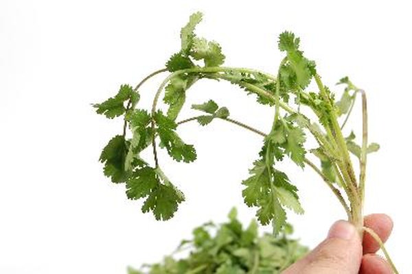 How Much Potassium Is In Cilantro Healthy Eating Sf Gate