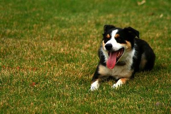 Border Collie image by Lee O'Dell from Fotolia.com Border collies are prone to nervousness if they are confined.