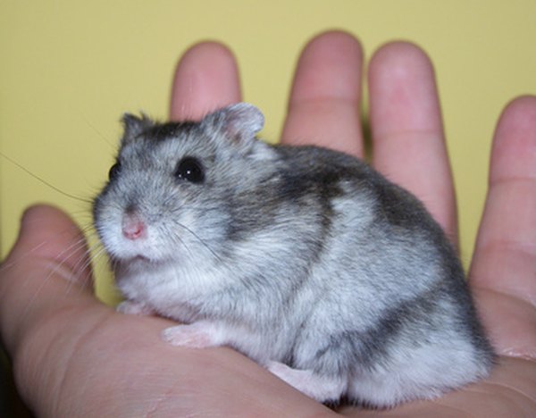 About Russian Dwarf Hamsters | Animals - mom.me