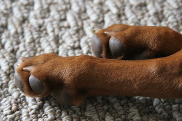 how-to-care-for-a-dog-s-torn-toenail-daily-puppy