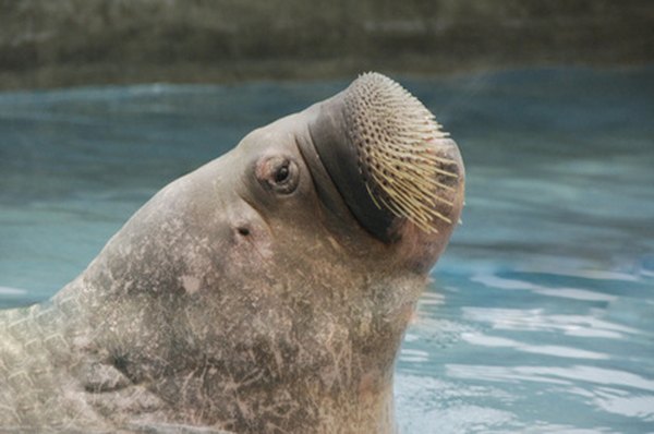 Photo Credit: walrus image by Daria Miroshnikova from <a href='http://www.fotolia.com'>Fotolia.com</a> Walruses are predominately found in the Arctic.