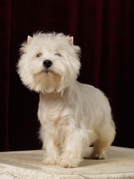west hilend wite terrier 4 image by Olga Barbakadze from Fotolia.com Keep your Westie looking his best with regular grooming before a show.