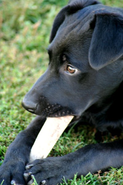 puppy shots 8 image by Lee O'Dell from Fotolia.com Puppies particularly need safe objects to chew on during teething. Enjoyment of chewing continues in adult dogs throughout life.