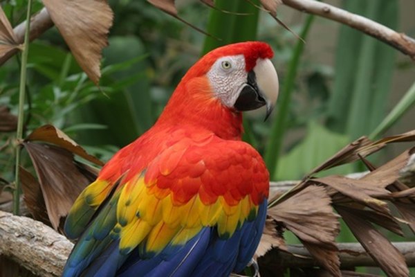 Threatened by destruction of the rainforest, macaws are on the endangered species list.