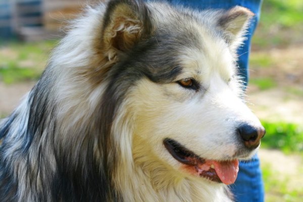 husky image by Dmitriy Lesnyak from Fotolia.com Nordic breeds, such as the malamute or husky, have an extremely thick hair coat.