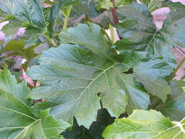 How To Fertilize An Elephant Ear Garden Guides