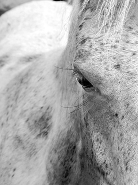 Travel by horse was a luxury during the Iron Age.