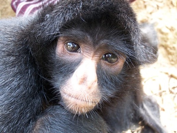 Spider monkeys are common inhabitants of the rainforest canopy.