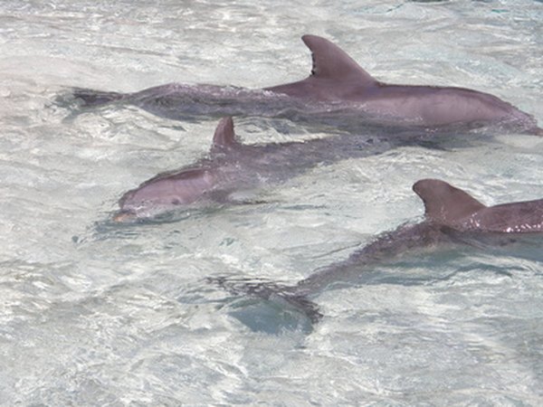 Pod of dolphins