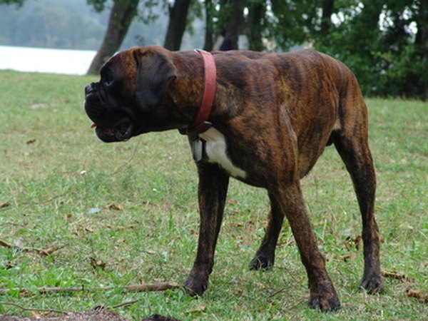 dog image by Piotr Markowski from Fotolia.com Dogs need to walk every two to three hours during a long drive.