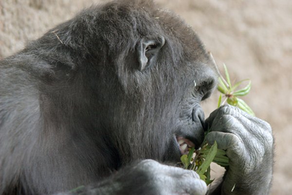 Monkey enjoying a plant meal