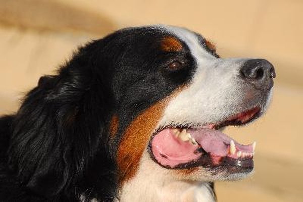 dog image by muro from Fotolia.com Dogs at risk of struvite stones should drink plenty of water to dilute their urine.