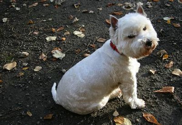 Dog Losing Hair In Patches And Scabs - The O Guide