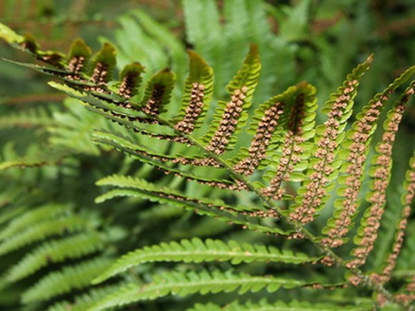 Spore production on the underside of a fern frond.