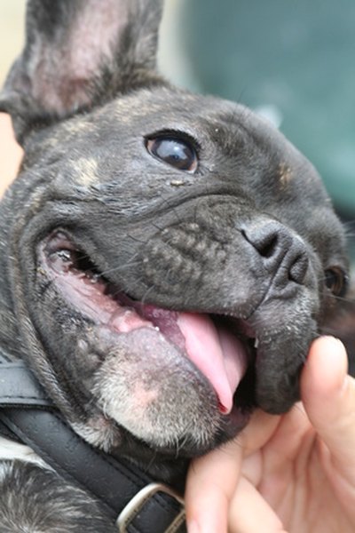 bouledogue français image by choucashoot from Fotolia.com A therapy dog enjoys contact with people.