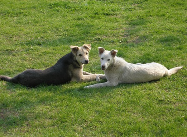 dogs too marry image by Grigoriev Vitalii from Fotolia.com Dog urine can cause brown spots on your lawn.