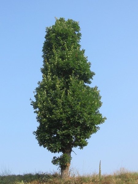 Evergreens, like this Juniper like soil with more acidity.