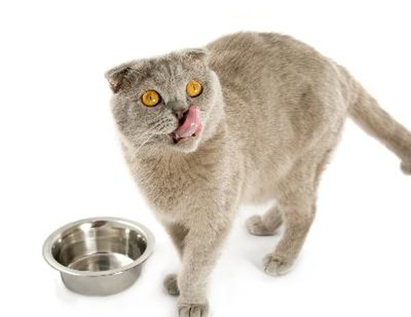 Can I Feed My Cat Tuna? Pets