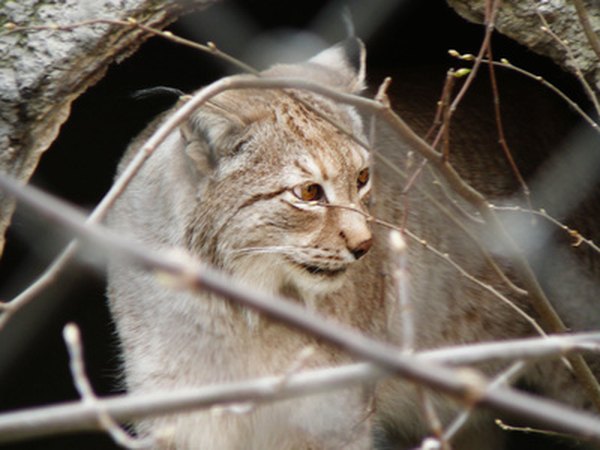 Bobcat waiting for dinner