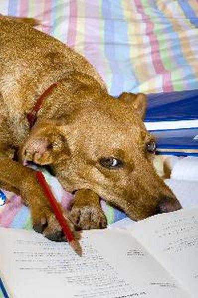 Making homework image by Ivonne Wierink from Fotolia.com Chewing is natural to dogs, but it must be controlled.