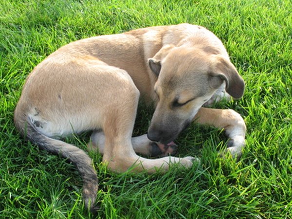 My Mastiff Neapolitano has mange. Help!