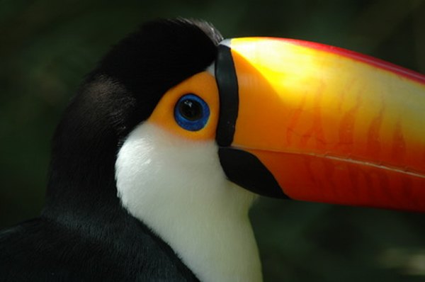The toucan's colorful beak attracts mates.