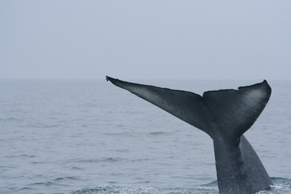 Even the largest whales rely on plankton for food energy. 